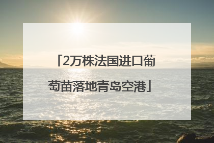 2万株法国进口葡萄苗落地青岛空港