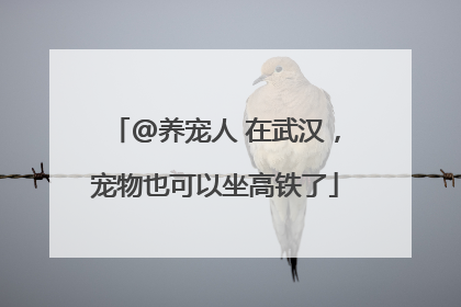 @养宠人 在武汉，宠物也可以坐高铁了